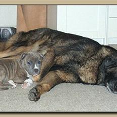 Schæferhund Vito R.I.P