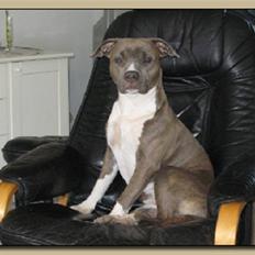 Amerikansk staffordshire terrier Ditte