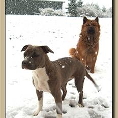 Amerikansk staffordshire terrier Ditte