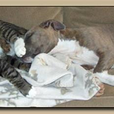 Amerikansk staffordshire terrier Ditte