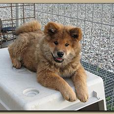 Eurasier alpha