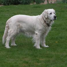 Golden retriever Emma