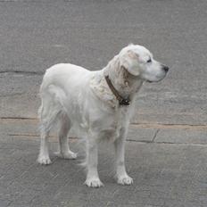 Golden retriever Emma