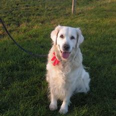 Golden retriever Emma