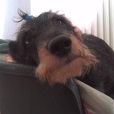 Gravhund Cleopatra *død* 