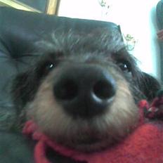 Gravhund Cleopatra *død* 