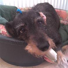 Gravhund Cleopatra *død* 