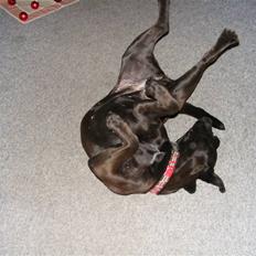 Bullmastiff Primadonna