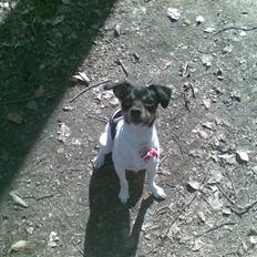 Dansk svensk gaardhund Joy 