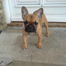 Fransk bulldog Frida