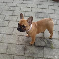 Fransk bulldog Frida