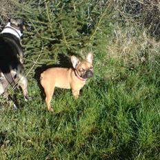 Fransk bulldog Frida