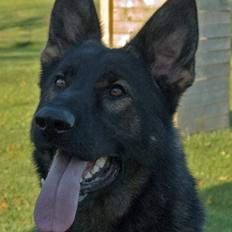 Schæferhund Diego