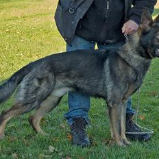 Schæferhund Diego