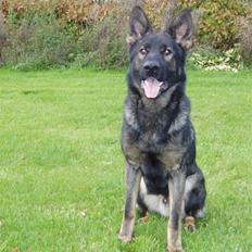 Schæferhund Diego