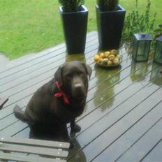 Labrador retriever santos