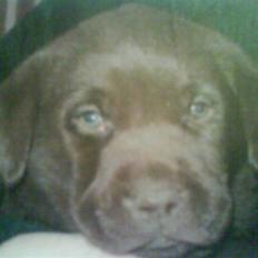 Labrador retriever santos