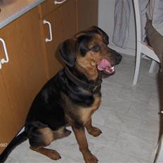 Blanding af racer ozzy