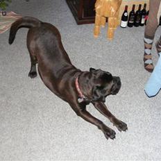 Bullmastiff Primadonna