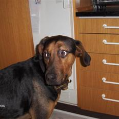 Blanding af racer ozzy