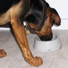 Blanding af racer ozzy