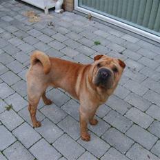 Shar pei Enzo