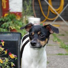 Dansk svensk gaardhund Joy 