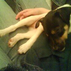 Dansk svensk gaardhund Joy 