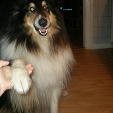 Collie langhåret Lassie <3