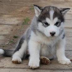 Alaskan malamute Moonsongs DreamBlue Fargo