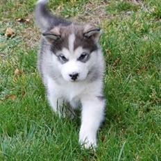 Alaskan malamute Moonsongs DreamBlue Fargo