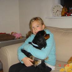 Cavalier king charles spaniel ladi