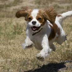 Cavalier king charles spaniel Emma