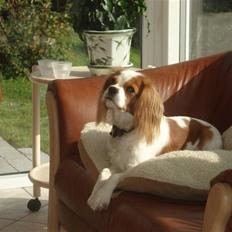 Cavalier king charles spaniel Emma