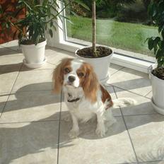 Cavalier king charles spaniel Emma