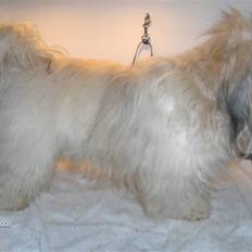 Bichon havanais Emma