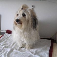 Bichon havanais Emma