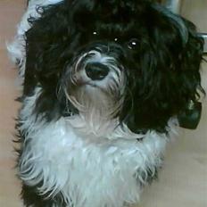 Bichon havanais Vicki