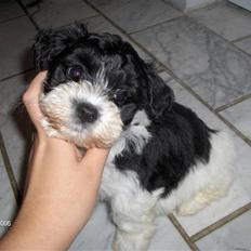 Bichon havanais Vicki
