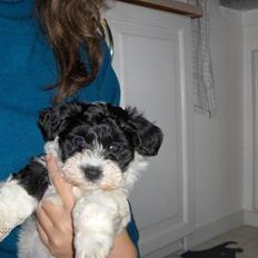 Bichon havanais Vicki