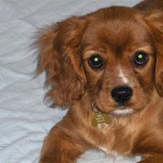 Cavalier king charles spaniel Simba