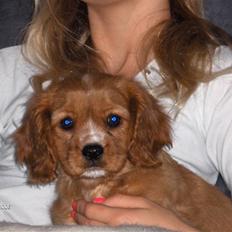 Cavalier king charles spaniel Simba
