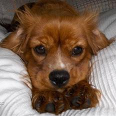 Cavalier king charles spaniel Simba