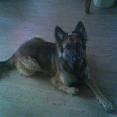 Blanding af racer Jazz