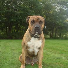 Blanding af racer Gangster