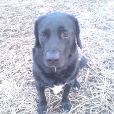 Blanding af racer OZZY ((R.I.P))