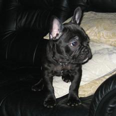 Fransk bulldog *Buller*