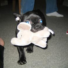 Fransk bulldog *Buller*