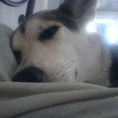 Blanding af racer Laika