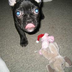 Fransk bulldog *Buller*